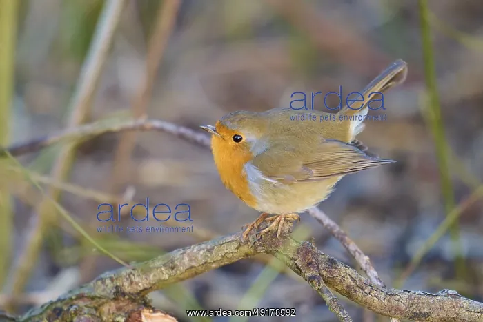: Robin (Erithacus rubecula), sitting on a branch with head raised as in song : Robin (Erithacus rubecula), sitting on a branch with head raised as in song