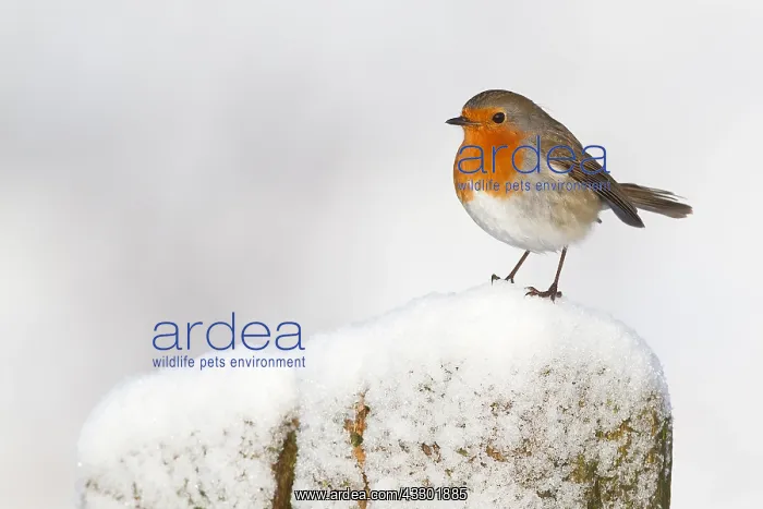 : Robin (Erithacus rubecula) sitting on a pole, t : Robin (Erithacus rubecula) sitting on a pole, t