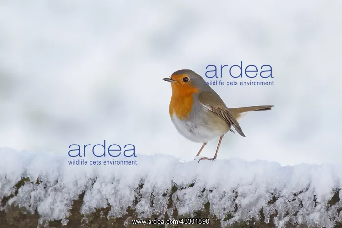 : Robin (Erithacus rubecula) sitting on a pole, t : Robin (Erithacus rubecula) sitting on a pole, t