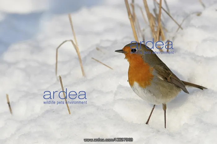: Robin, (Erithacus rubecula), snow, foraging in winter : Robin, (Erithacus rubecula), snow, foraging in winter