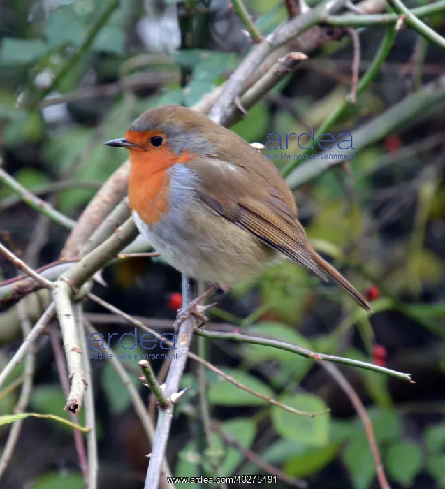 : Robin with feathers puffed up to keep warm in winter : Robin with feathers puffed up to keep warm in winter