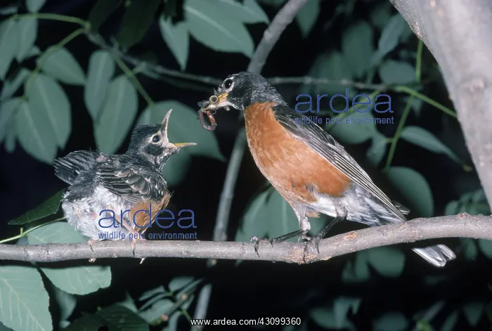  : Robin Feeding Chick