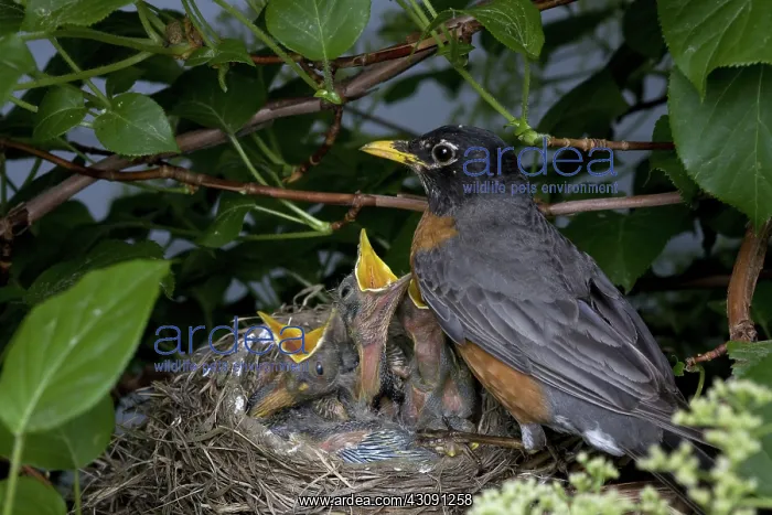 : Robin Feeding its Young : Robin Feeding its Young