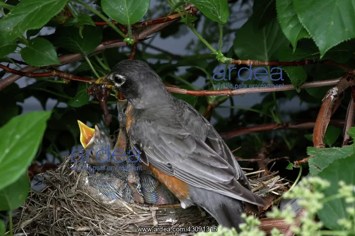 : Robin Feeding its Young : Robin Feeding its Young