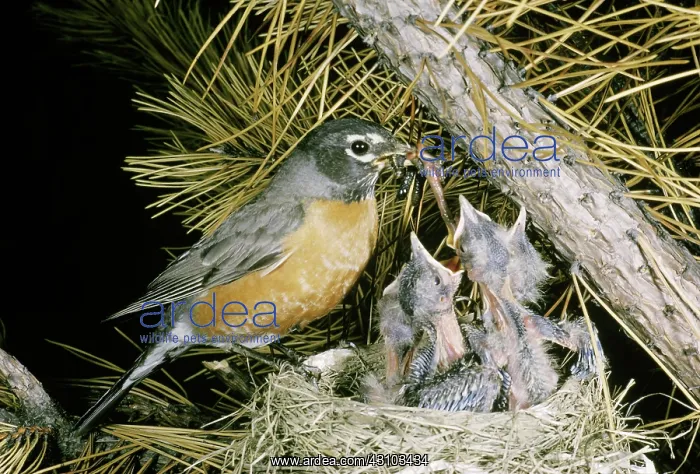 : Robin feeding young : Robin feeding young