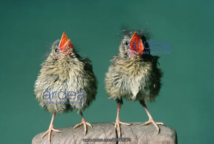 : Robin - fledglings singing : Robin - fledglings singing
