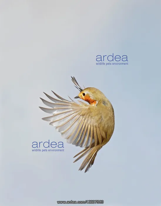  : Robin - in flight