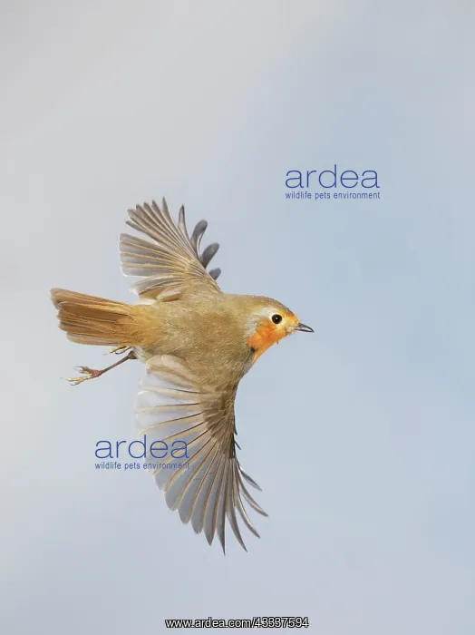 : Robin - in flight : Robin - in flight