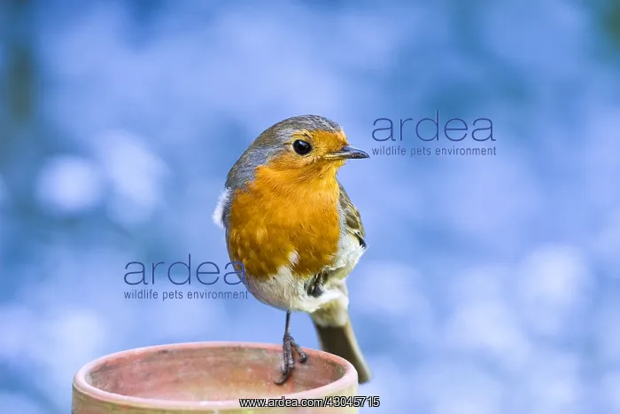 : Robin on flower pot - Norfolk UK : Robin on flower pot - Norfolk UK