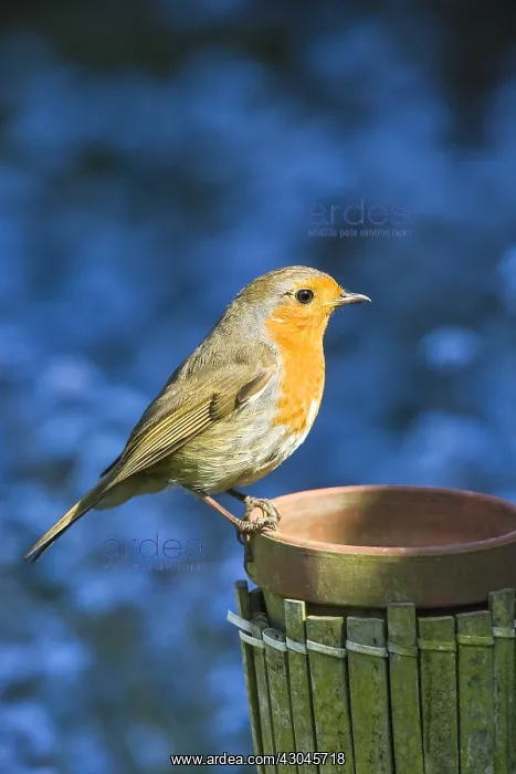 : Robin on flower pot - Norfolk UK : Robin on flower pot - Norfolk UK