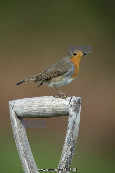  : Robin - on Fork Handle - Cornwall - UK
