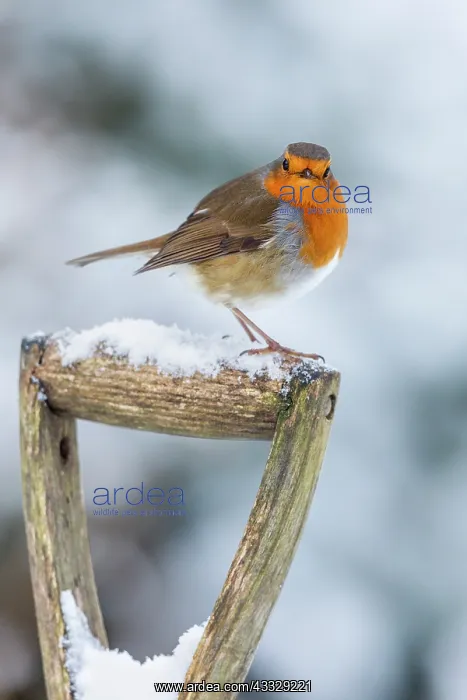 : Robin - on Fork Handle - Snow - UK : Robin - on Fork Handle - Snow - UK