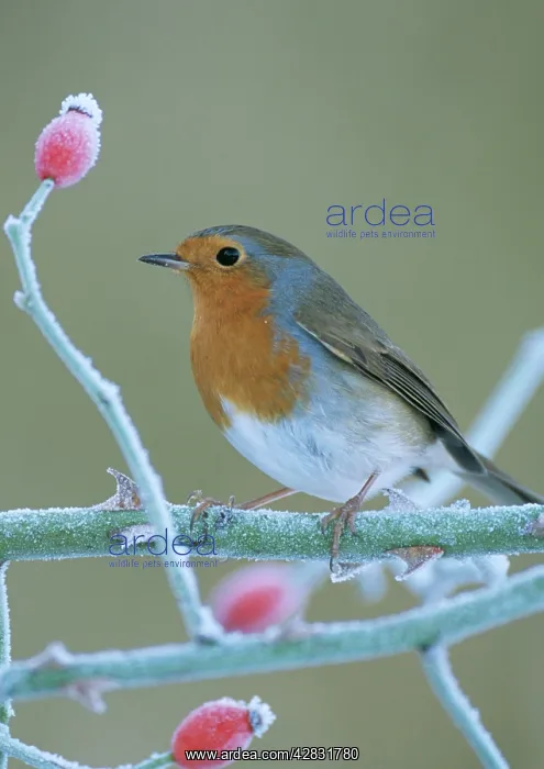 : Robin - in frost : Robin - in frost