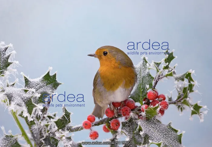 : Robin - on frosted holly : Robin - on frosted holly