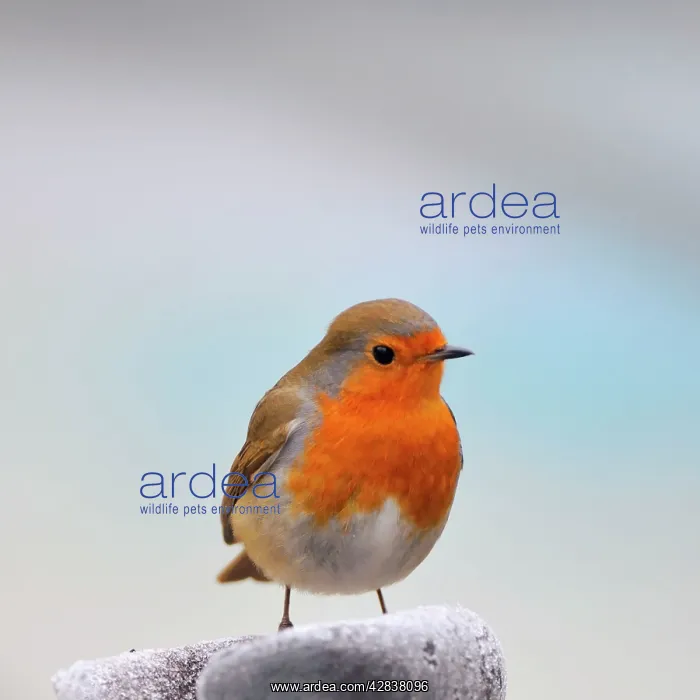 : Robin - in frosty scene : Robin - in frosty scene