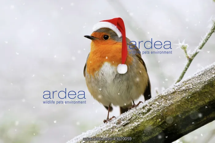 : Robin - in frosty snowy setting wearing Christmas hat. Digital Manipulation : Robin - in frosty snowy setting wearing Christmas hat. Digital Manipulation
