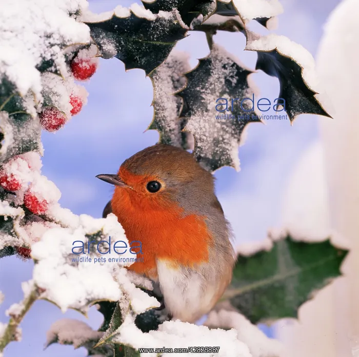 : ROBIN - in frozen Holly : ROBIN - in frozen Holly