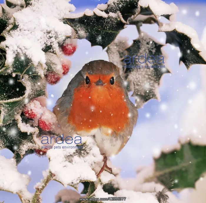 : ROBIN - in frozen Holly : ROBIN - in frozen Holly