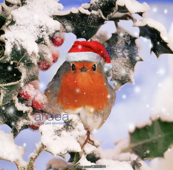 : ROBIN - in frozen Holly wearing red Christmas Santa hat : ROBIN - in frozen Holly wearing red Christmas Santa hat