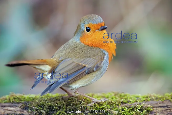 : Robin - garden : Robin - garden