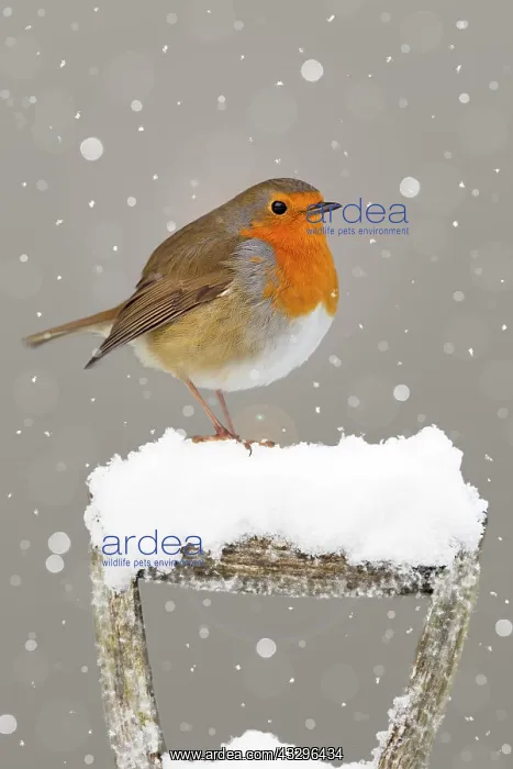 : Robin - on garden fork handle in snow - UK Digital : Robin - on garden fork handle in snow - UK Digital