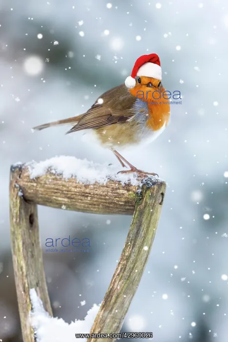  : Robin on garden Fork Handle in winter snow wearing a red Chr