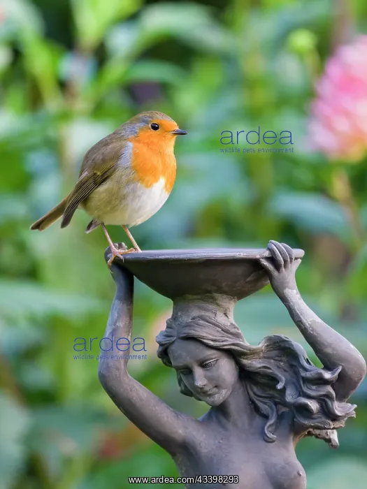 : Robin on garden sculpture : Robin on garden sculpture