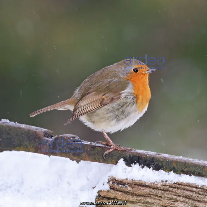 : Robin - on gate in falling snow : Robin - on gate in falling snow