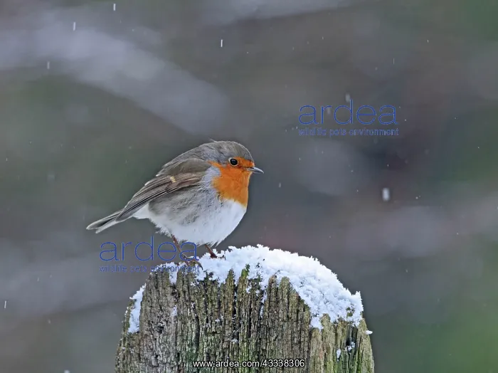 : Robin - on gate post in falling snow : Robin - on gate post in falling snow