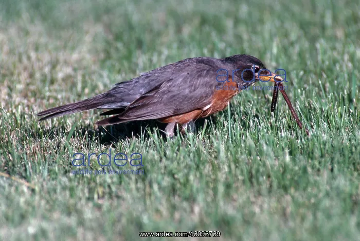 : Robin Getting Worm : Robin Getting Worm