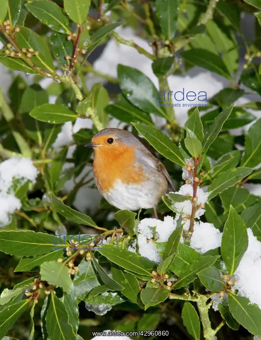 : Robin - in green bush with snow : Robin - in green bush with snow