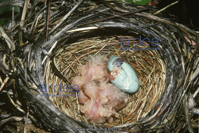 : Robin hatchlings in nest : Robin hatchlings in nest