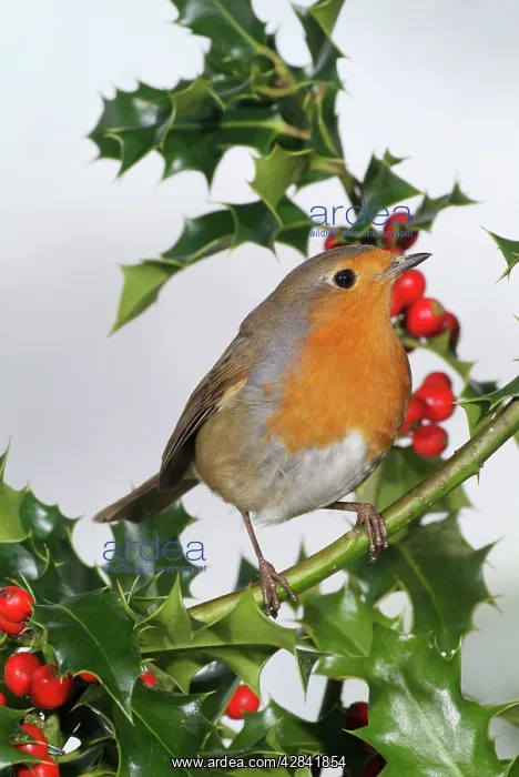  : Robin on holly
