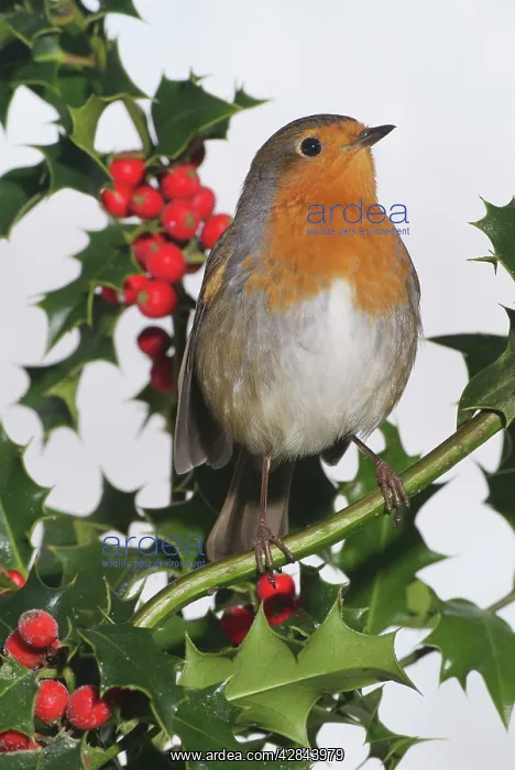  : Robin on Holly