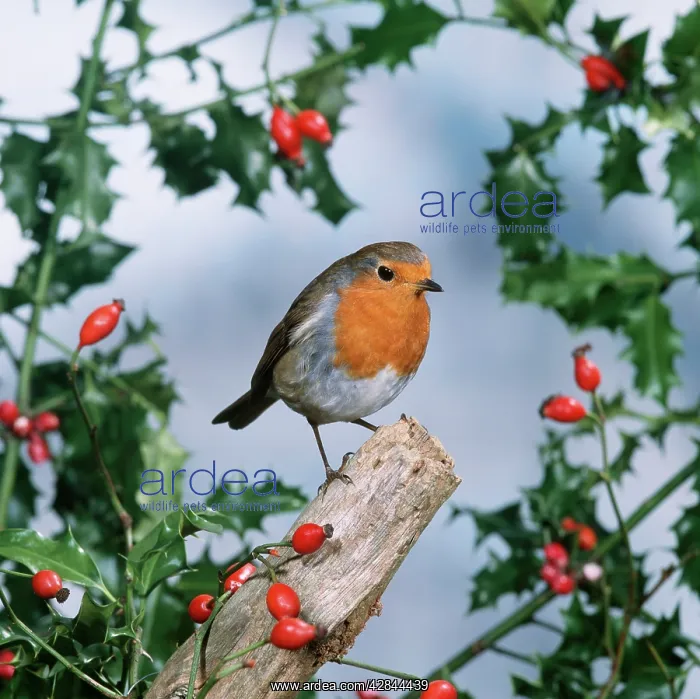: ROBIN - With Holly and Rosehips : ROBIN - With Holly and Rosehips