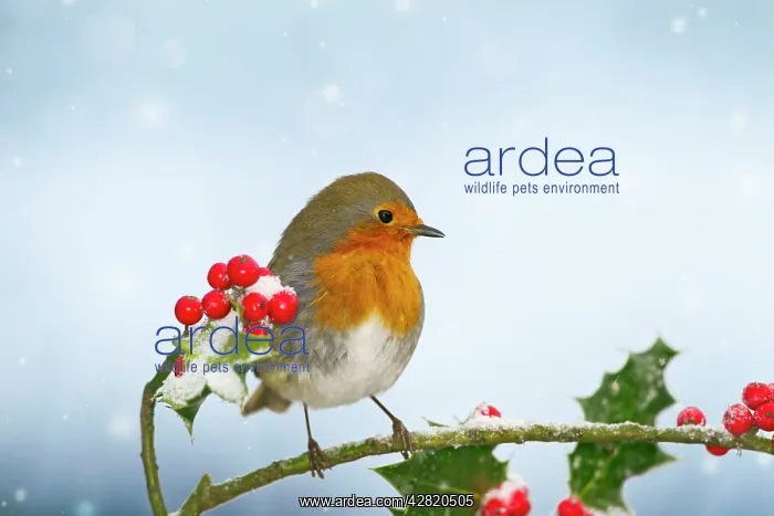 : Robin - on Holly in snow : Robin - on Holly in snow
