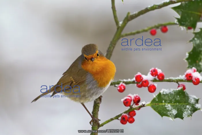 : Robin - on Holly in snow : Robin - on Holly in snow