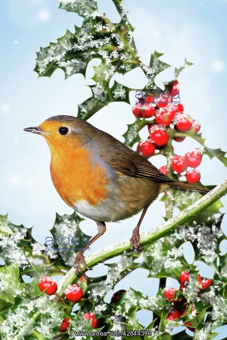 : Robin - on holly in winter : Robin - on holly in winter