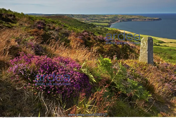: Robin Hood's Bay from Ravenscar, North Yorkshire : Robin Hood's Bay from Ravenscar, North Yorkshire