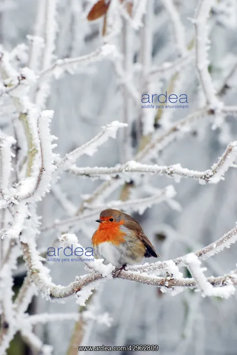 : Robin in intensely cold frosty weather, minus 5 : Robin in intensely cold frosty weather, minus 5