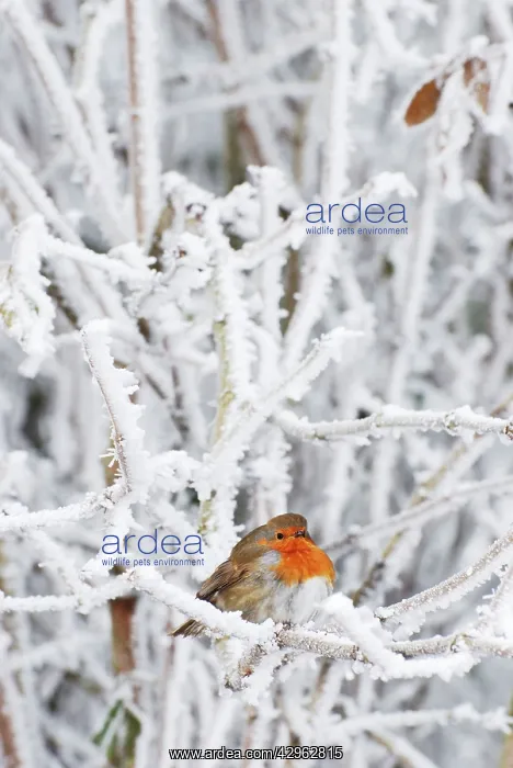 : Robin in intensely cold frosty weather, minus 5 : Robin in intensely cold frosty weather, minus 5