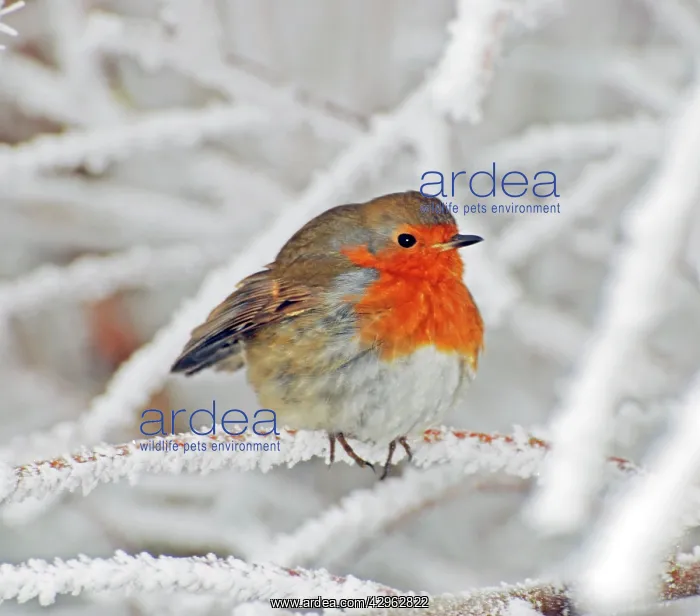 : Robin in intensely cold frosty weather, minus 5 : Robin in intensely cold frosty weather, minus 5
