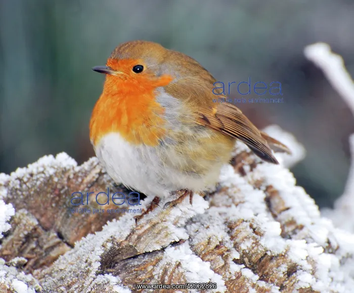 : Robin in intensely cold frosty weather, minus 5 : Robin in intensely cold frosty weather, minus 5