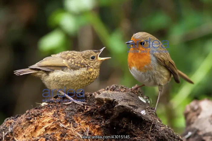  : Robin juvenile begging for food from adult