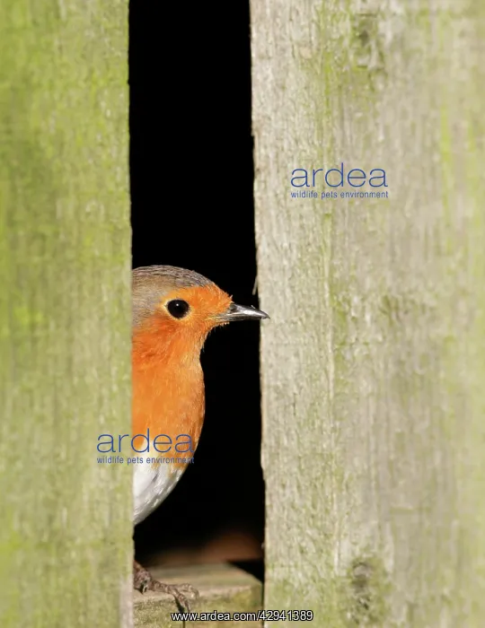 : Robin - looking out of barn : Robin - looking out of barn