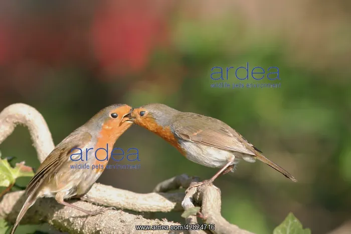 : Robin - Male feeding female with insect : Robin - Male feeding female with insect