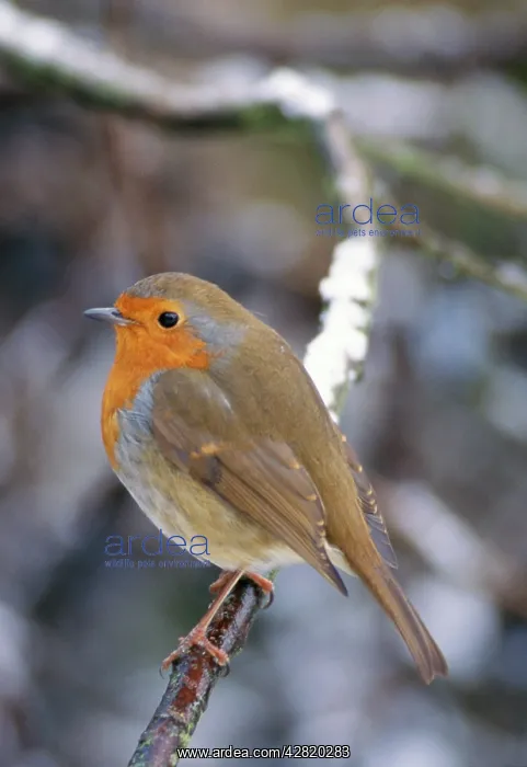: Robin - male in snow : Robin - male in snow