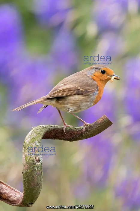 : Robin with mealworm on wisteria twig : Robin with mealworm on wisteria twig