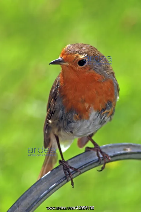 : Robin - moulting : Robin - moulting