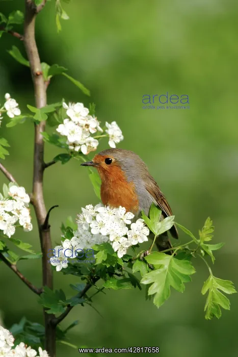 : Robin - Near nest on May blossom side view : Robin - Near nest on May blossom side view